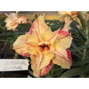 Imagem de Rosa do deserto enxerto Eternal Summer - DM rosa do deserto