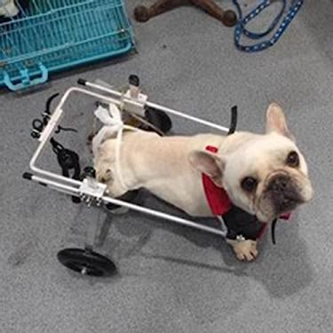 Imagem de Cadeira de rodas ajustável para cães de metal para pernas traseiras - Carrinho de reabilitação de animais de estimação para cães, gatos e filhotes - Andador com apoio e apoio à mobilidade (tamanho PP)
