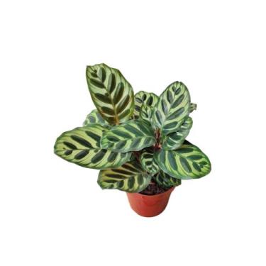 Imagem de Calathea Maranta Makoyana Rezadeira adulta c/vaso - quintaldebonsai