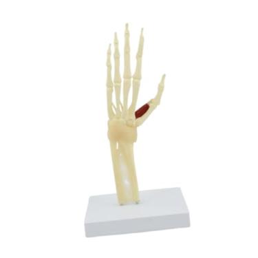 Imagem de menolana Crianças ensinam a manutenção de esqueleto de mão modelo de órgão de órgão Modelo de brinquedo educacional Biologia de biologia de ensino para