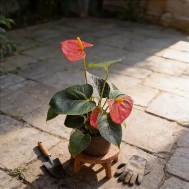 Imagem de Antúrio Million Flowers - Planta em Pote 5 com Folhagem Verde e Flores