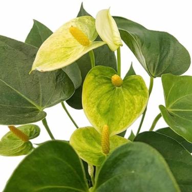 Imagem de Mini Antúrio Vanilla Planta Natural Adulta Com Vaso