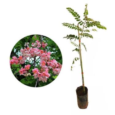 Imagem de Muda de Acácia Javanesa 20 a 40cm AMK - Plantas Online - AMK Jardinage