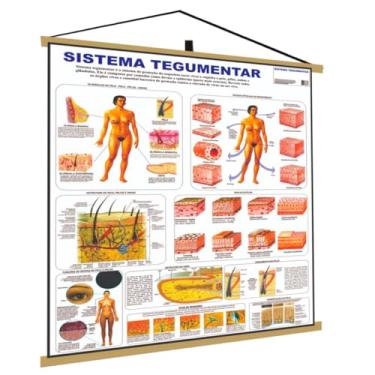 Imagem de sistema Tegumentar Banner Poster Mapa Corpo Humano Anatomia Medicina