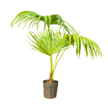 Imagem de Planta Palmeira Leque 90cm - AgroJardim