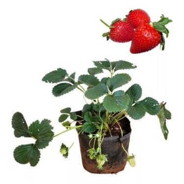 Imagem de 5 Mudas de Morango Planta NATURAL - GREEN HOUSE