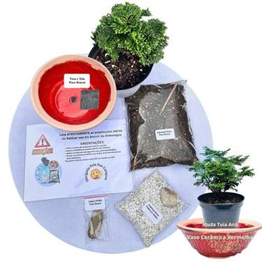 Imagem de Kit Bonsai Faça Você Mesmo Com Uma Muda De Tuia Anã - Vaso Cerâmica Ve
