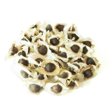 Imagem de 300 Semente De Moringa para Plantio Silagem Animal - Moringa Silagem