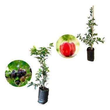 Imagem de Kit 2 Mudas - 1 Acerola Doce + 1 Jabuticaba Hibrida - AMK - Jardinagem