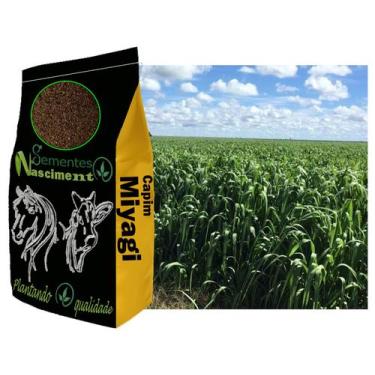 Imagem de 10kg Sementes de capim miyagi excelente para formar pastagem resistent