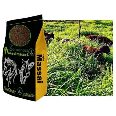 Imagem de 2kg Sementes de capim massai exelente pastagem para formar piquetes - 
