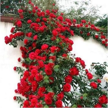 Imagem de Muda De Rosa Trepadeira Vermelho Vinho - Roseira Rosa Vermelha