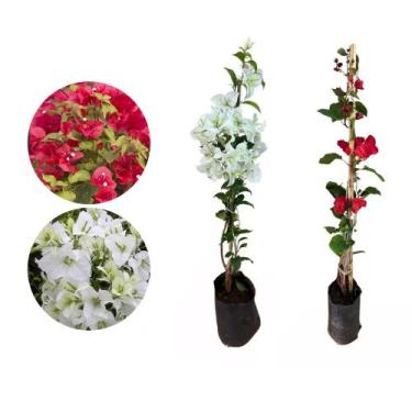 Imagem de Kit 2 Mudas Primavera Vermelha Branca 50 a 80 Plantas Online - Genéric