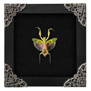 Imagem de Espécime de taxidermia de Flower Mantis emoldurado em caixa de sombra 