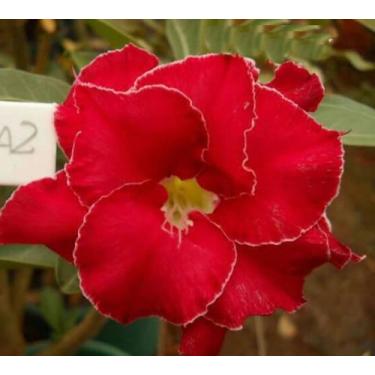 Imagem de Rosa do deserto osola 2