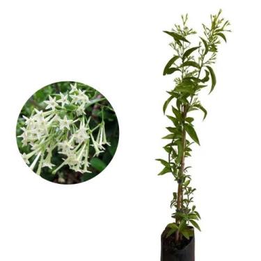 Imagem de Muda de Dama Da Noite 50 a 80cm AMK - Plantas Online - AMK Jardinagem 