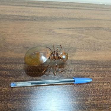 Imagem de Lembrancinha Artesanato Ferro Decora Formiga 10x7x4cm 23cm COD 02