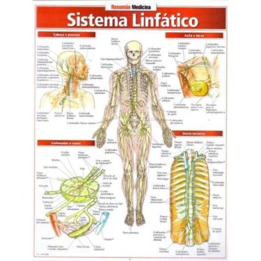 Imagem de Resumão Medicina - Sistema Linfático