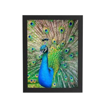 Imagem de Pavão Ave Animais Natureza Quadro Moldura Preta 60X40Cm