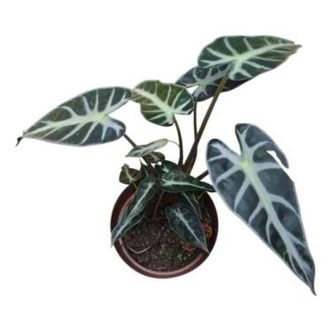 Imagem de Planta Alocasia Amazônica Piccolini - GENERICO