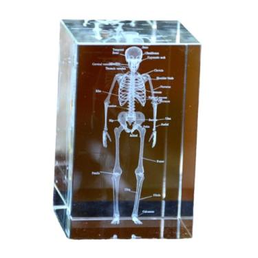 Imagem de Conjunto de modelo anatômico de cristal 3D, coração, cérebro, dentes, esqueleto, pulmões, 5 x 5 x 7,6 cm, decoração de consultório médico (esqueleto)