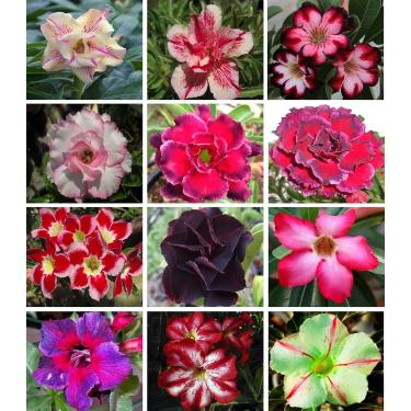 Imagem de 10 Sementes de Rosas do Deserto triplas, duplas e simples (Adenium obesum) Sortidas Kit nº 05