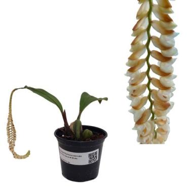 Imagem de Orquídea Pholidota Imbricata Guizo De Cascavel Muda - Orquiflora