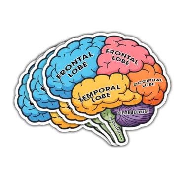 Imagem de 3 adesivos de anatomia do cérebro humano – Decalque de vinil educacional de neurociência com lóbulos frontais, temporários, occipitais e cerebelo, adesivos de ciência à prova d'água para estudantes de