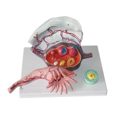 Imagem de Modelo ampliado de útero e ovário humano, modelo de sistema reprodutivo feminino e todos os modelos de órgãos podem ser divididos em 3 partes para modelos de ensino para estudo ou ensino de ciências