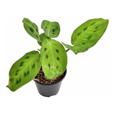 Imagem de Muda Maranta Leuconeura var. Kerchoveana (Barriga de Sapo), Planta Natural, Vaso Plástico 10