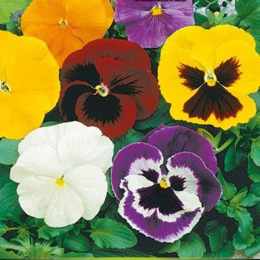 Imagem de Semente de Amor Perfeito Sortido Gigante Suíço com Máscara - Embalagem 70mg