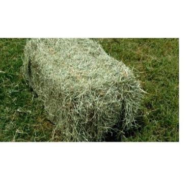 Imagem de ATÉ 7KG Feno Tifton 85 Para Porquinho da India, Coelho E Roedores Cava