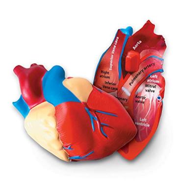 Imagem de Learning Resources Cross-Section Human Heart Model, Large Foam Classroom Demonstration Model, 2Piece, Grades 2+, Ages 7+ Multi-color, 5 x 5 x 5 inches