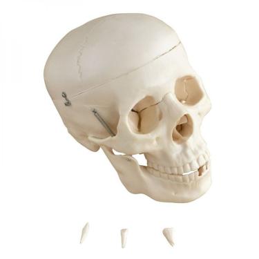 Imagem de Crânio Humano Tamanho Natural 5 Partes