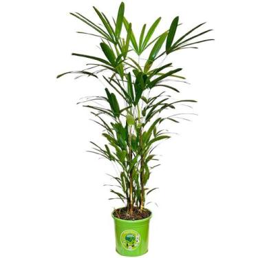 Imagem de Palmeira Ráfia 1,20m Planta Arvore Decoração Escritório Sala - T Lalla
