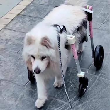 Imagem de Cadeira de rodas ajustável para cães para pernas traseiras – PP a XXL, opções de 4 rodas e 2 rodas, suporte completo para cães com deficiência, inclui joelheira ajustável para pernas traseiras