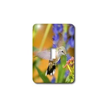 Imagem de 3dRose LLC lsp_88846_1 Colorado Summit Co. Heeney Rufous Beija-flor Us06 Bja0088 Jaynes Gallery Interruptor único