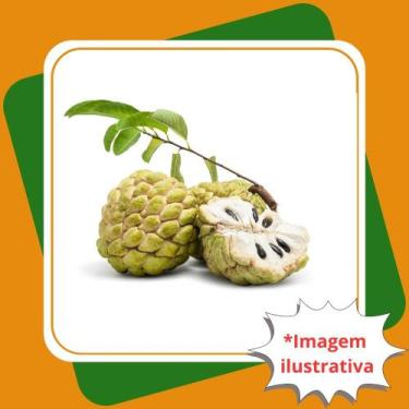 Imagem de Muda de Anona Fruta do Conde  Annona Squamosa L. - Gardencitrus