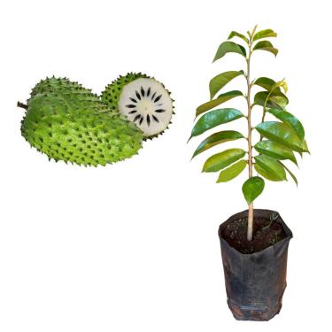 Imagem de Muda De Graviola Bem Desenvolvida - Produz Rápido