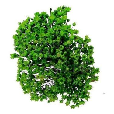 Imagem de 1200 Sempre Viva Florzinha Verde I Flores Desidratadas - VIVA FLORES