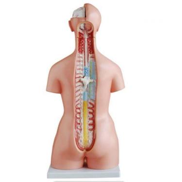 Imagem de Torso Humano De 45 Cm Coluna Exposta E Vértebra Removivél