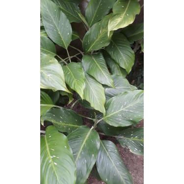 Imagem de Folhas naturais de comigo ninguém pode