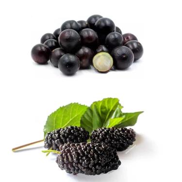 Imagem de Kit com Mudas de Jabuticaba Híbrida + Amora Portuguesa