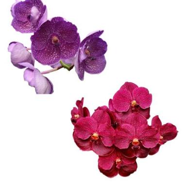 Imagem de Kit - 2 Orquídeas Vandas Adultas - orquivitro