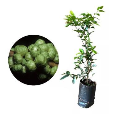 Imagem de Muda de Jabuticaba Branca 20 a 40cm AMK - Plantas Online - AMK Jardina