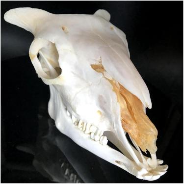 Imagem de F Réplica De Crânio De Ovelha Real - Modelo De Crânio De Animal Simulado De Alta - Modelo De Cabeça De Crânio De Ovelha Em Tamanho Real 1:1 Art Bone Vet Medicine Veterinary Study Teaching M