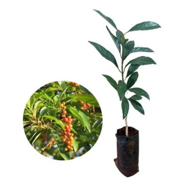 Imagem de Muda De Pau Viola - AMK - Jardinagem e Paisagismo