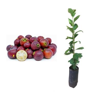 Imagem de Muda de Araçá Vermelha 20 a 40cm AMK - Plantas Online - AMK Jardinagem