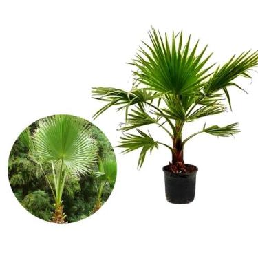 Imagem de Muda de Palmeira Washingtônia 20 a 40cm AMK - Plantas Online - AMK Jar