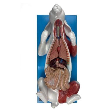 Imagem de Anatomia Do Coelho, Em Placa
